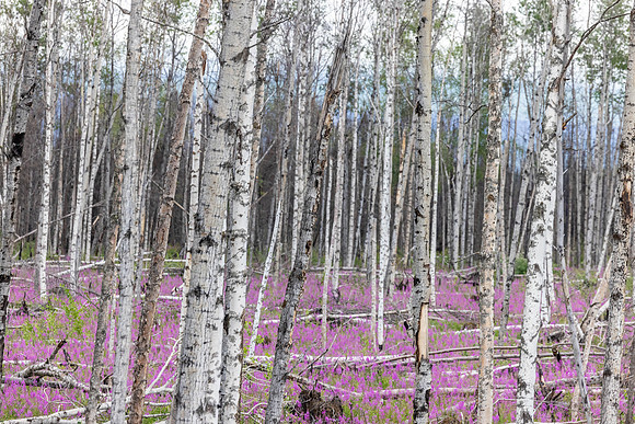 Fireweed!