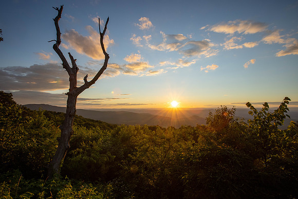 Virginia